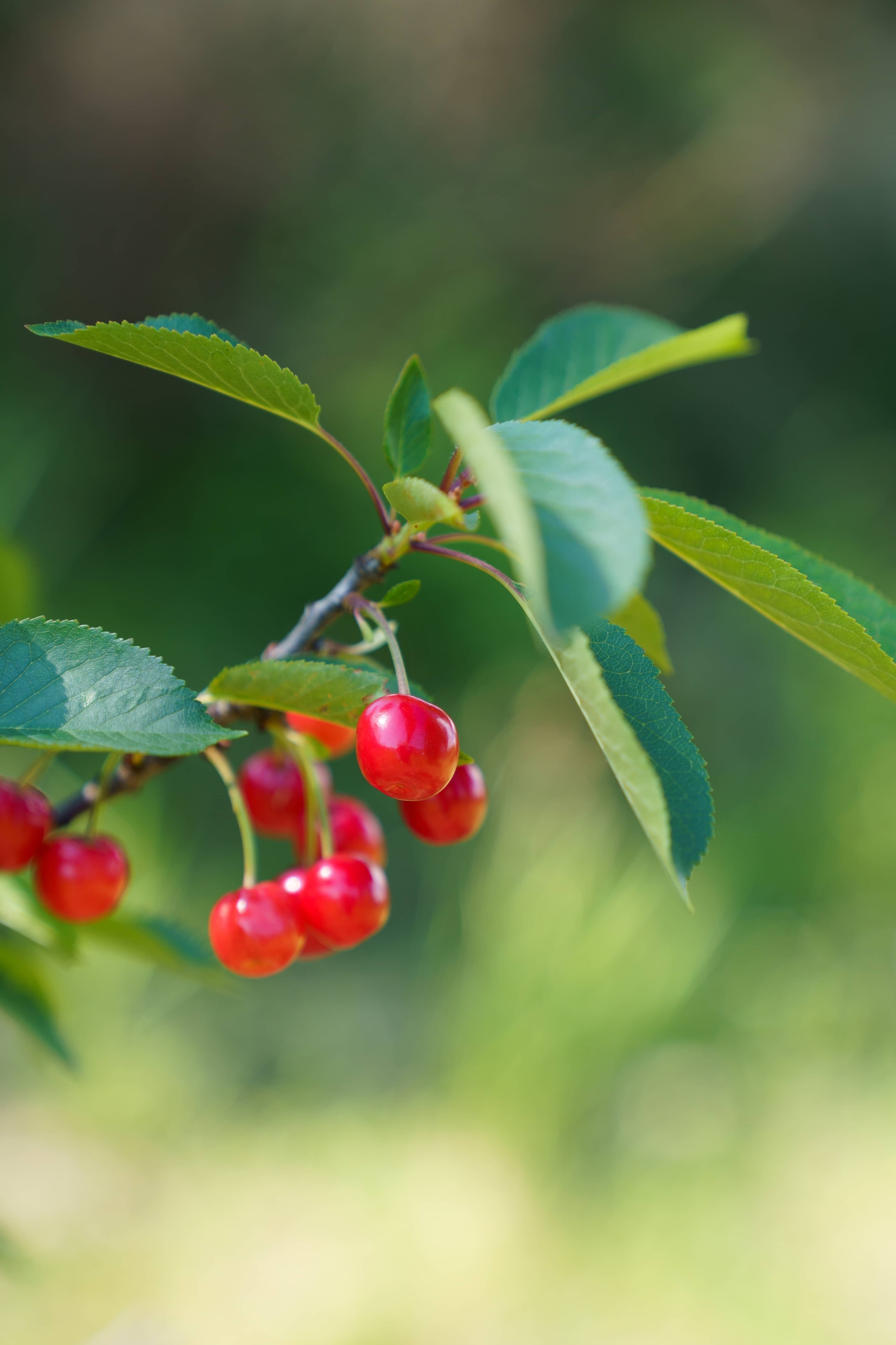 Red cherries ripening on a branch in the garden