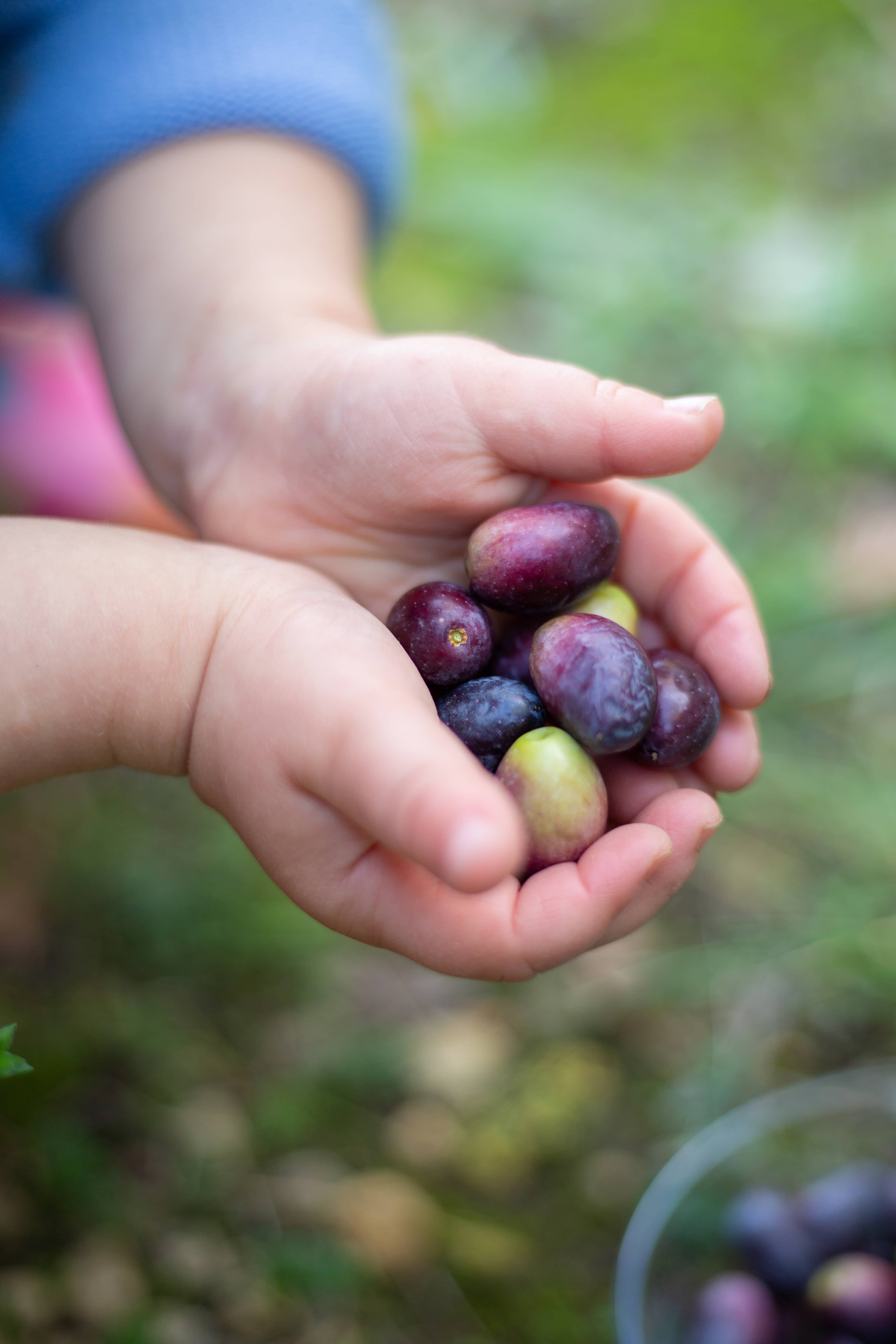 Child hands holding freshly picked olives from the garden