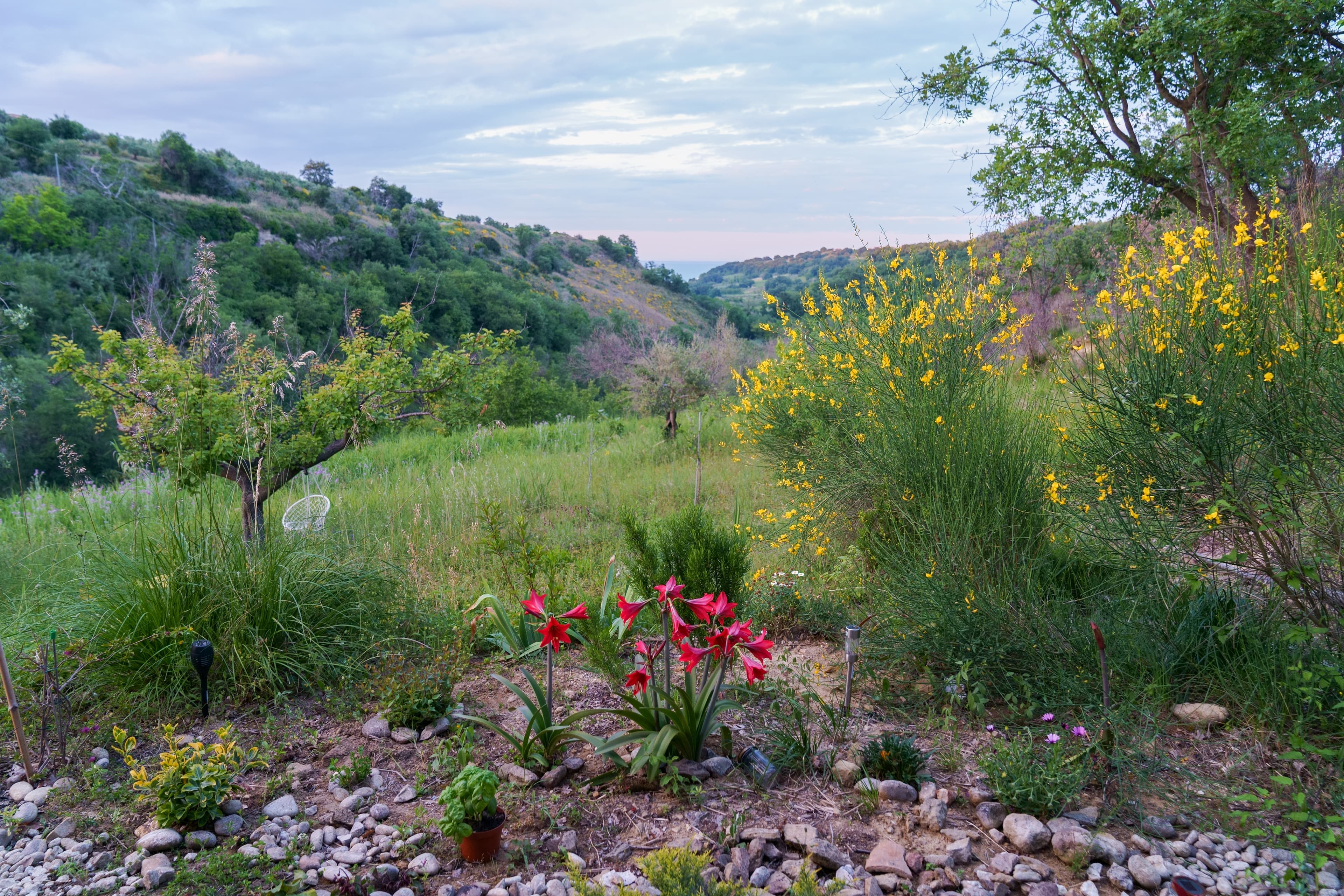Garden terrace with red lilies and yellow wildflowers overlooking a green valley at dusk