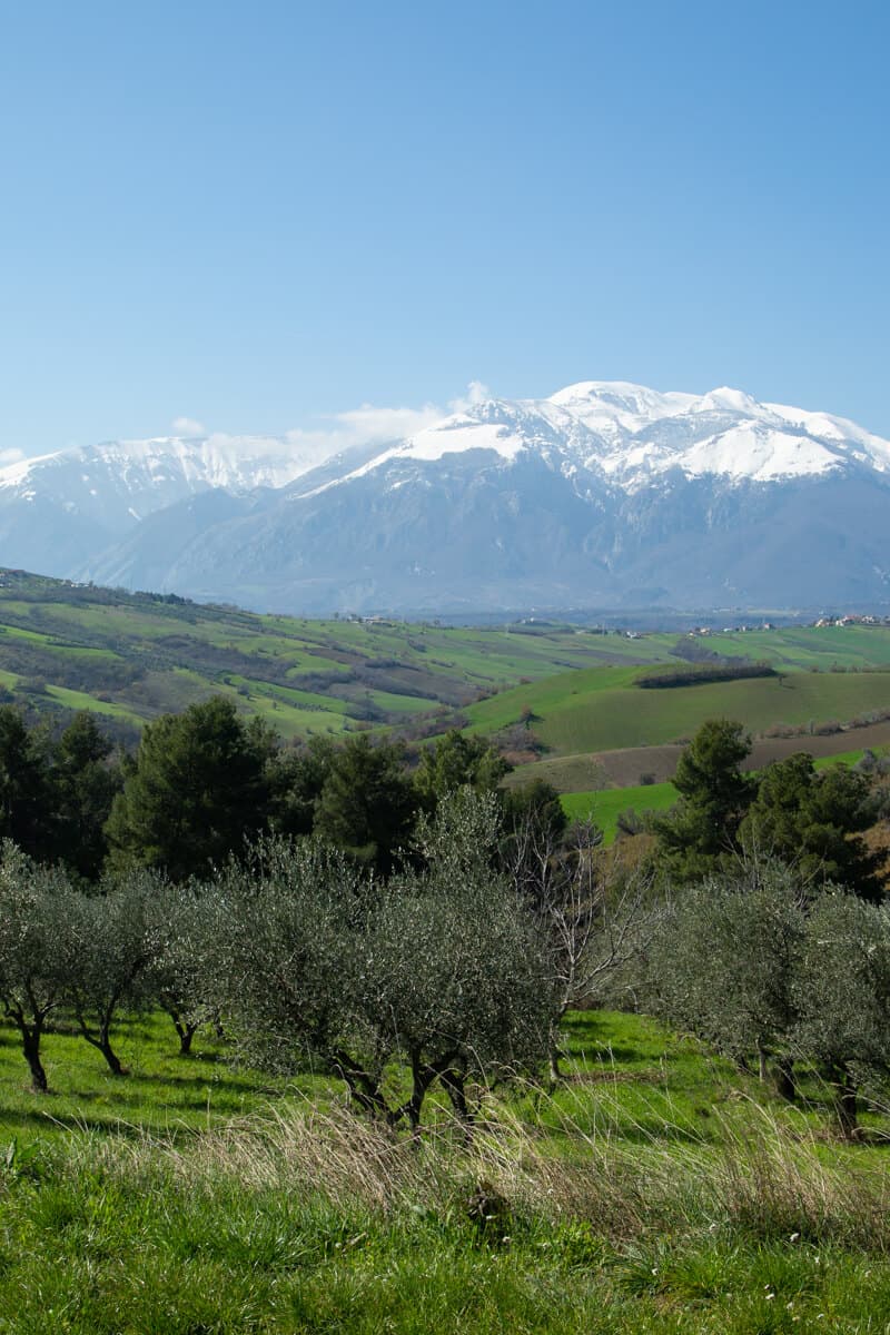 Olive trees and green hills with snow-capped Majella mountains in Abruzzo